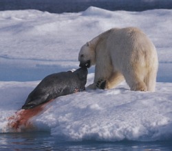 Feeding & Reproduction - Polar bears and the changing climate